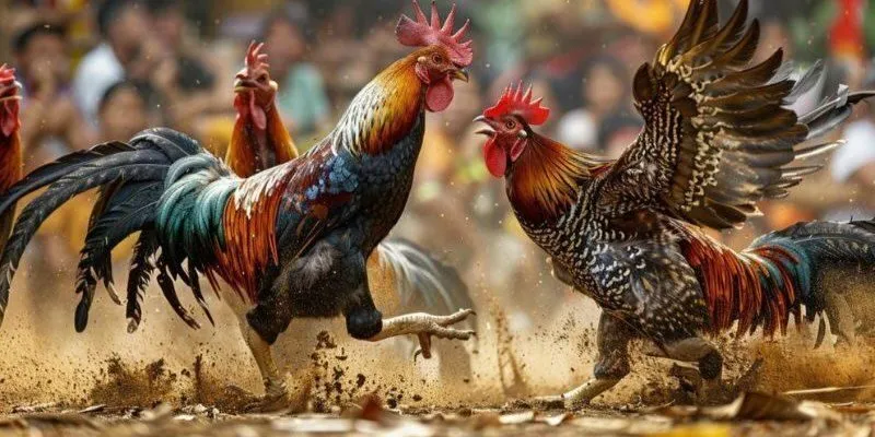 Điều kiện thỏa mãn một nhà cái đá gà uy tín